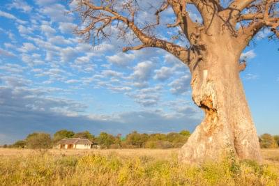 Baobab dans les pans au Botswana