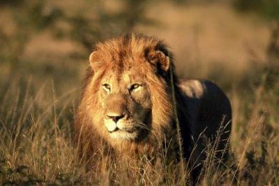 lion safari bostwana