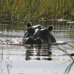 Voyage Botswana Hippopotames dans le delta de l'Okavango