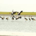 oiseaux dans les pans autour de Gweta