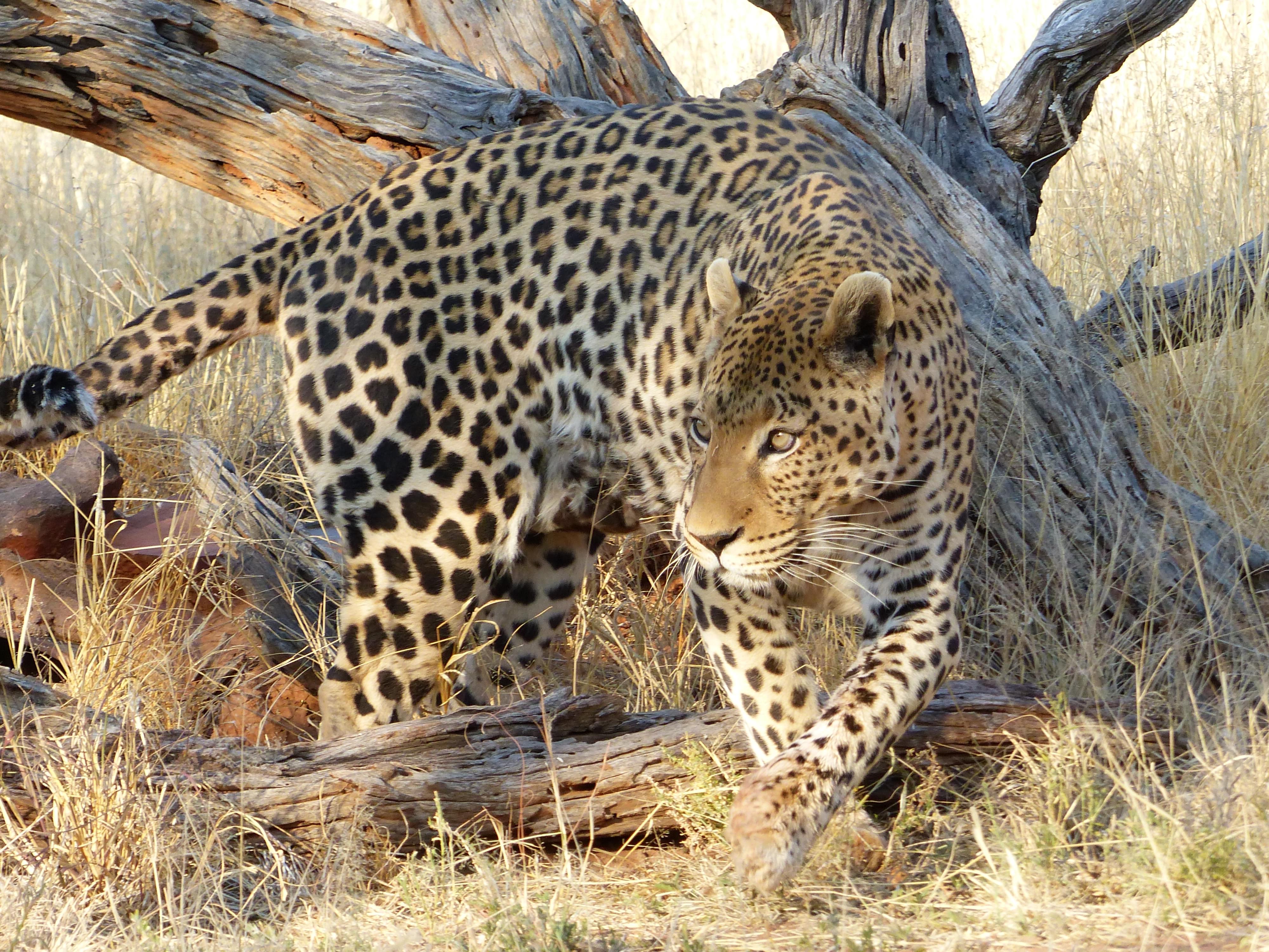 Photos animaux d'Afrique australe