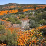 Namaqua National Park saison des fleurs en Afrique du Sud