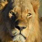 lion parc etosha Voyage Namibie 