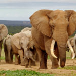 Addo elephant national park en Afrique du Sud