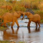 Elephants durant un safari au parc Kruger voyage Afrique du Sud