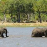 Eléphants traversant la rivière Chobe au Botswana