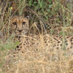 Okonjima guépards Safari camping Voyage Namibie