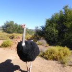 Ferme d'autruches à Oudtshoorn en Afrique du Sud