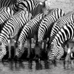 safari namibie etosha