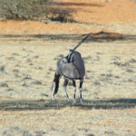 oryx safari 