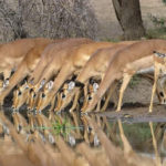 Impala buvant sur un point d'eau au parc Kruger - voyage Afrique du Sud