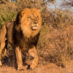 Lion du Kalahari Kgalagadi Transfrontier Park 4X4 équipé camping