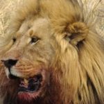 Lion dans la savane du parc de Moremi au Botswana