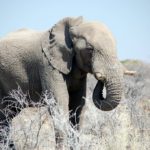 etosha éléphant Voyage Namibie