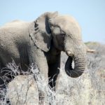 etosha éléphant Voyage Namibie