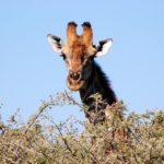 girafe parc Circuit camping Voyage Namibie