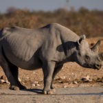 rhinoceros Safari camping Afrique Australe