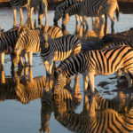 faune etosha Circuit 4x4 lune de miel