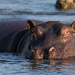 hippopotame Safari camping Afrique Australe