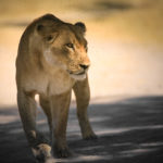 Circuit 4x4 safari lodges lion etosha