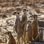 Suricate en observation à Makgadikgadi Pan au Botswana