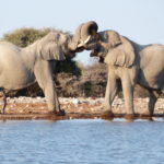 elephant namibie safari