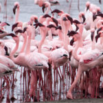 flamant rose Voyage Namibie