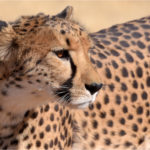 guépard parc etosha