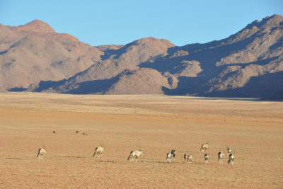 Oryx sur la réserve de Wolwedans