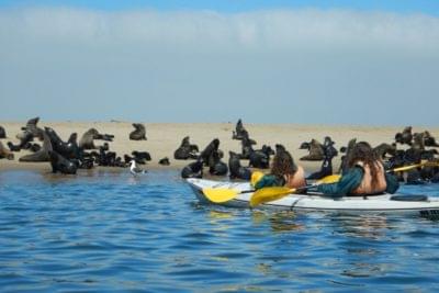 Voyageurs voguant au milieu des otaries dans un kayak double place à Pelican Bay en Namibie