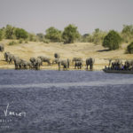 Safari Botswana Elephant à Chobe