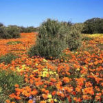 Namaqua national park en Afrique du Sud