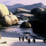 Penguins Boulders Beach voyage Afrique du Sud