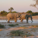 Elephant Kruger voyage Afrique du Sud