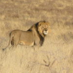 Lion à crinière nord dans le Kgalagadi Transfrontier Park en Afrique du Sud