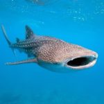 Requin baleine à Vilanculos au Mozambique