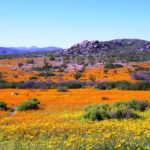 Escapade en Afrique du Sud Namaqua National Park 