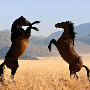 2000x1300q70Wild-Horses01