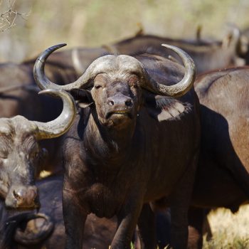 buffles dans la réserve de Moremi au Botswana