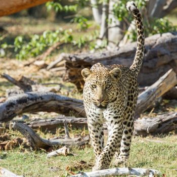 camp Xakanaxa, réserve de Moremi, Botswana