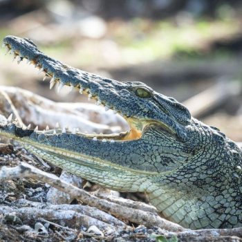 crocodile observé avec le Camp Okavango, delta de l'Okavango, Botswana