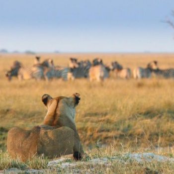 Chobe-Game-Lodge-Game-Viewing-1807_preview