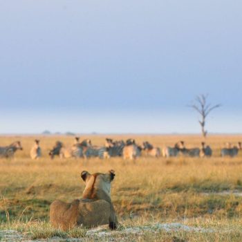 Chobe-Game-Lodge-Game-Viewing-1807_preview