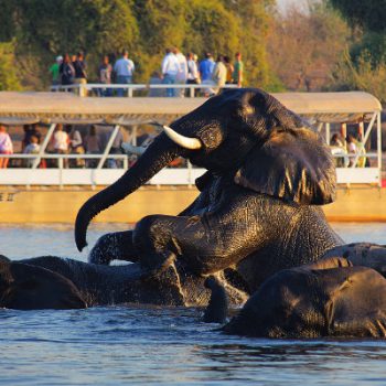Eléphants jouant dans l'eau durant une croisière avec le Chobe Safari Lodge, Kasane, Botswana