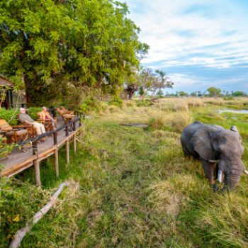 Terrasse d'Observation au Delta Camp, pour un safari dans le delta de l'Okavango au Botswana