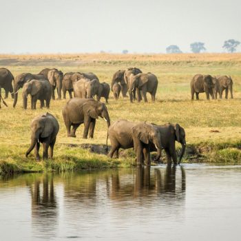 Eléphants buvant à la rivière Chobe au Botswana
