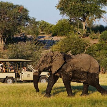 safari guidé en véhicule 4x4 avec Leroo La Tau, Makgadikgadi Pan, Botswana