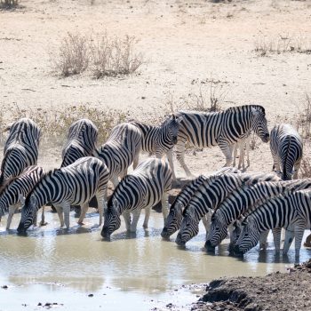 zebre etosha namibie