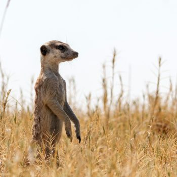 Makgadikgadi_Pans_1