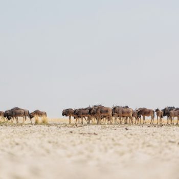 Makgadikgadi_Pans_2